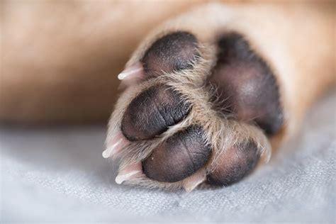 Dogs paw - 4. Start with the back paws. The nails on the back paws are usually shorter and easier to trim. Dogs also tend to be a bit calmer about having their back paws manipulated than their front paws, so start there, then move on to the front paws. Locate or approximate the quick before trimming off the end of the nail.